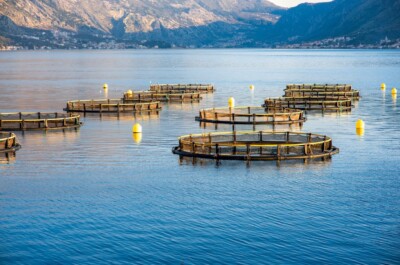 Fishing farm in Kotor bay, Montenegro. Close up view with mountains on background