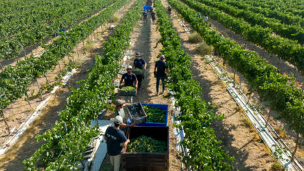 MITZPE RAMON, ISRAEL - AUGUST 3: An aerial view of Israeli workers harvesting Chenin Blanc white wine grapes at the start of harvest season on 3 באוגוסט 2022 in the Nana Estate Winery vineyards near Mitzpe Ramon in Israel's Negev Desert. The modern vineyards in the desert follow in the footsteps of a 2,000-year-old Nabatean tradition of growing grapes in Negev's arid climate in what is fast-becoming the most terroir-driven wine region in Israel. (Photo by David Silverman/Getty Images)