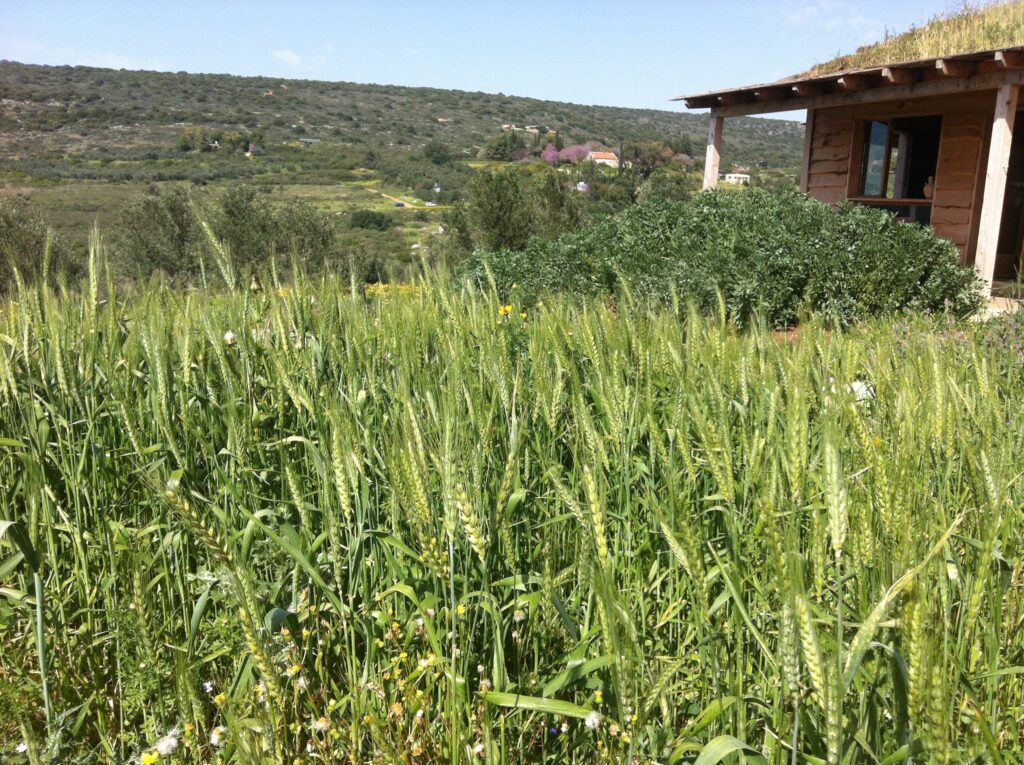 Lush green wheat field in a rural landscape with a wooden house partially visible on the right and hills in the background under a clear blue sky.