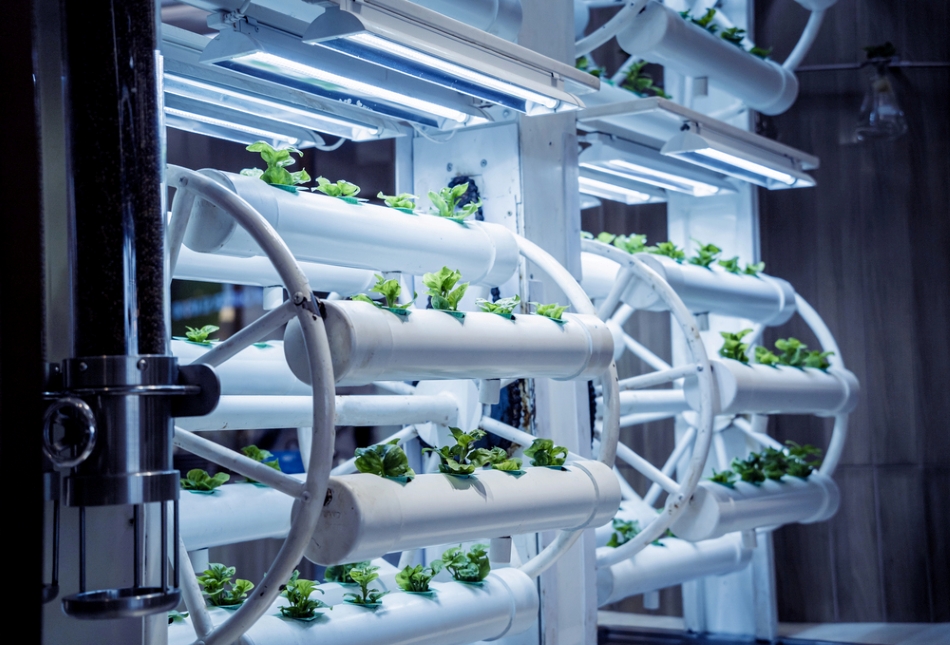 Racks with young microgreens in pots under led lamps in hydroponics vertical farms.