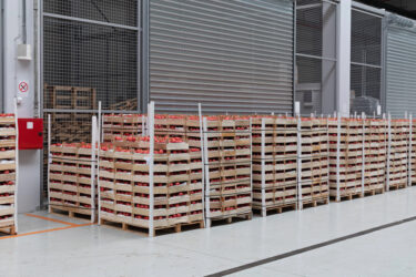 Crates of Tomatoes at Pallets in Warehouse