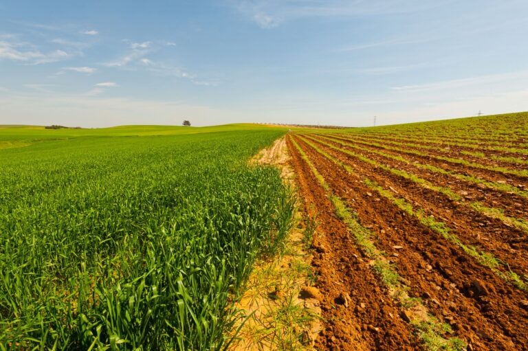 Green Field in Israel at Spring